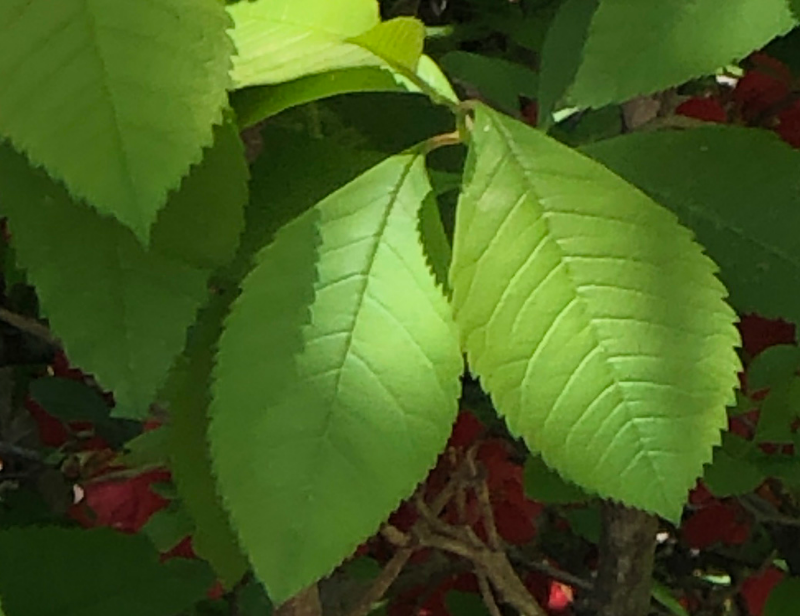 가침박달 잎1