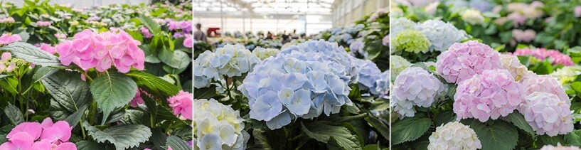 휴애리자연생활공원