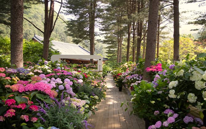 아침고요수목원 수국 풍경