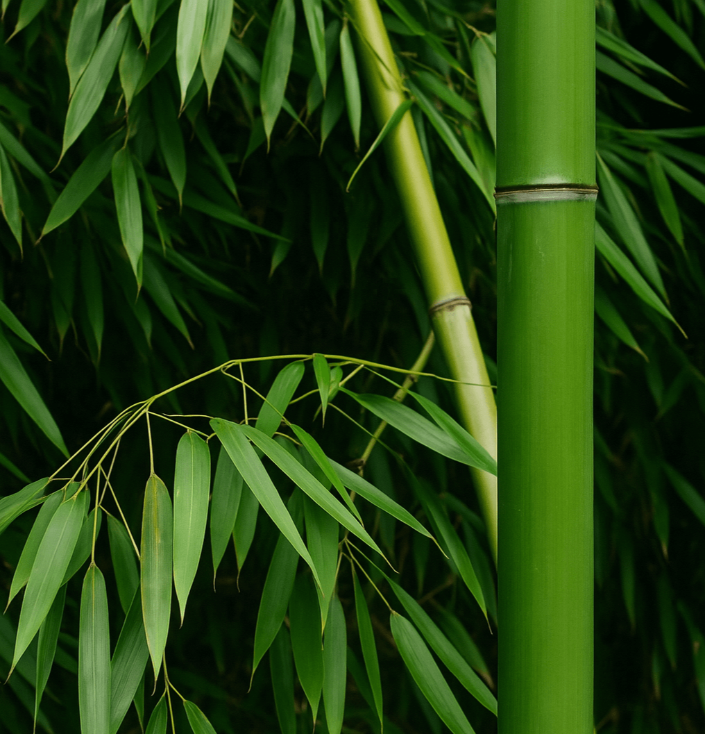 담양 대나무잎 밥상 해독 작용