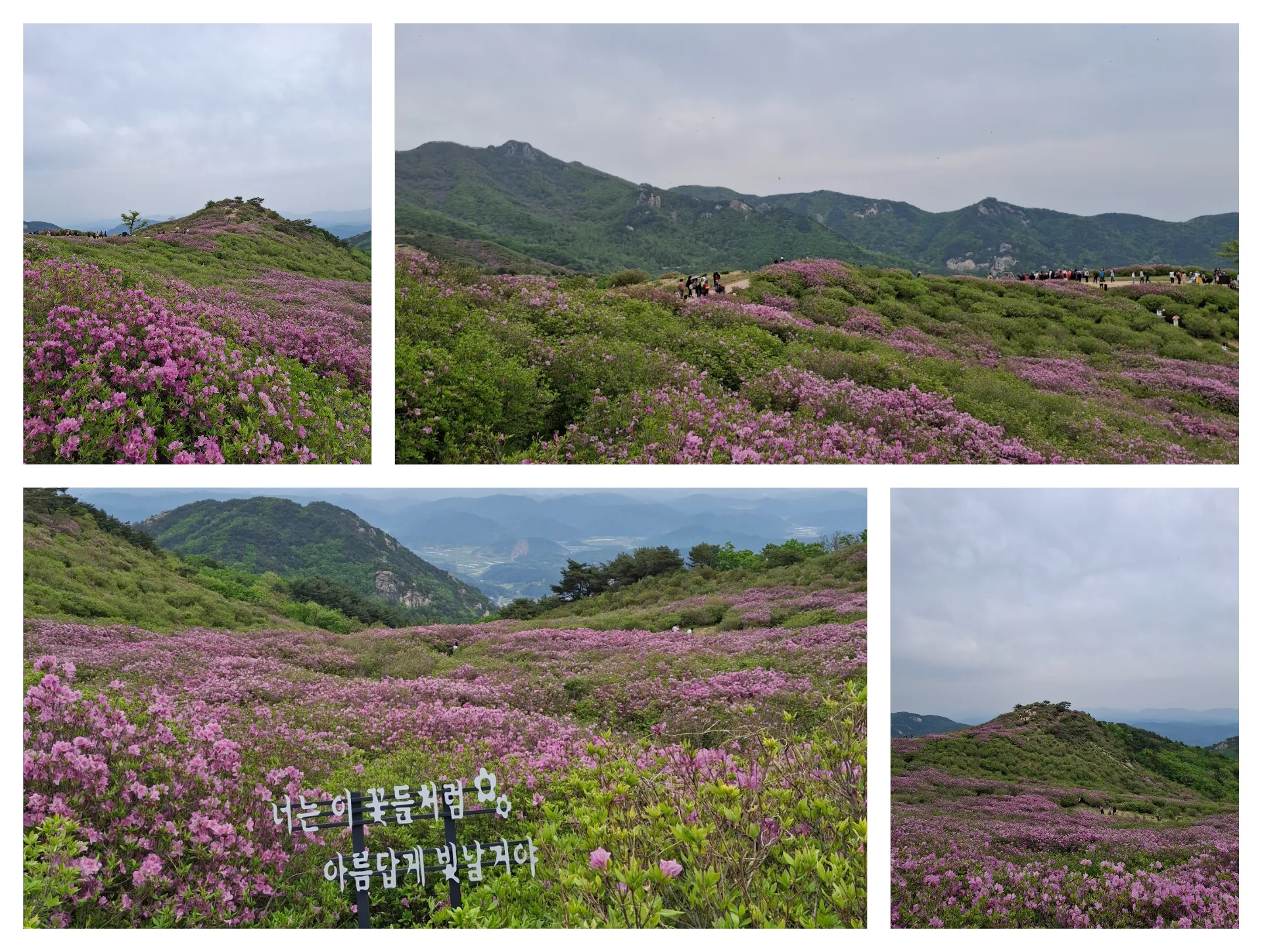봄 황매산