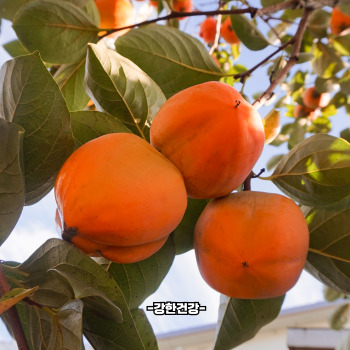 대봉감 홍시 만드는법