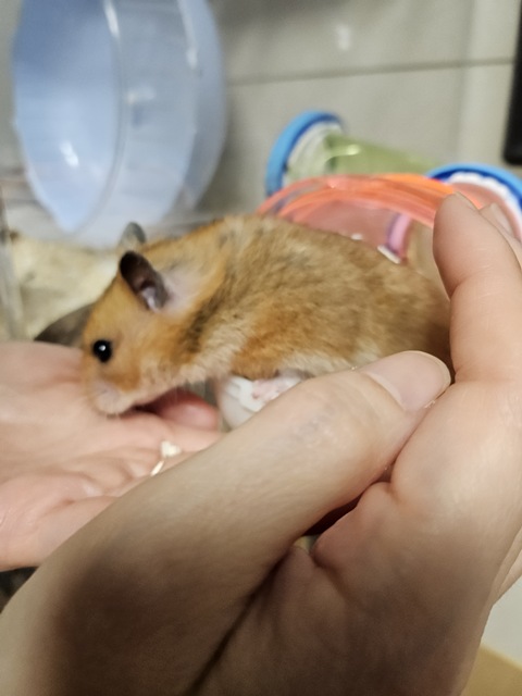 내가 키우는 골든햄스터와 친해지는 방법