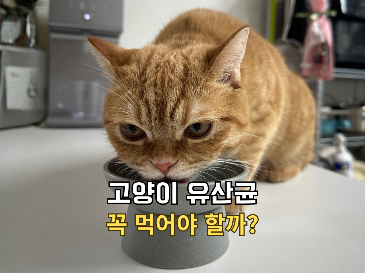 고양이 유산균 꼭 먹어야 할까 텍스트가 적힌, 식기에 담긴 캡슐형 유산균을 먹고 있는 치즈 고양이 뽀리