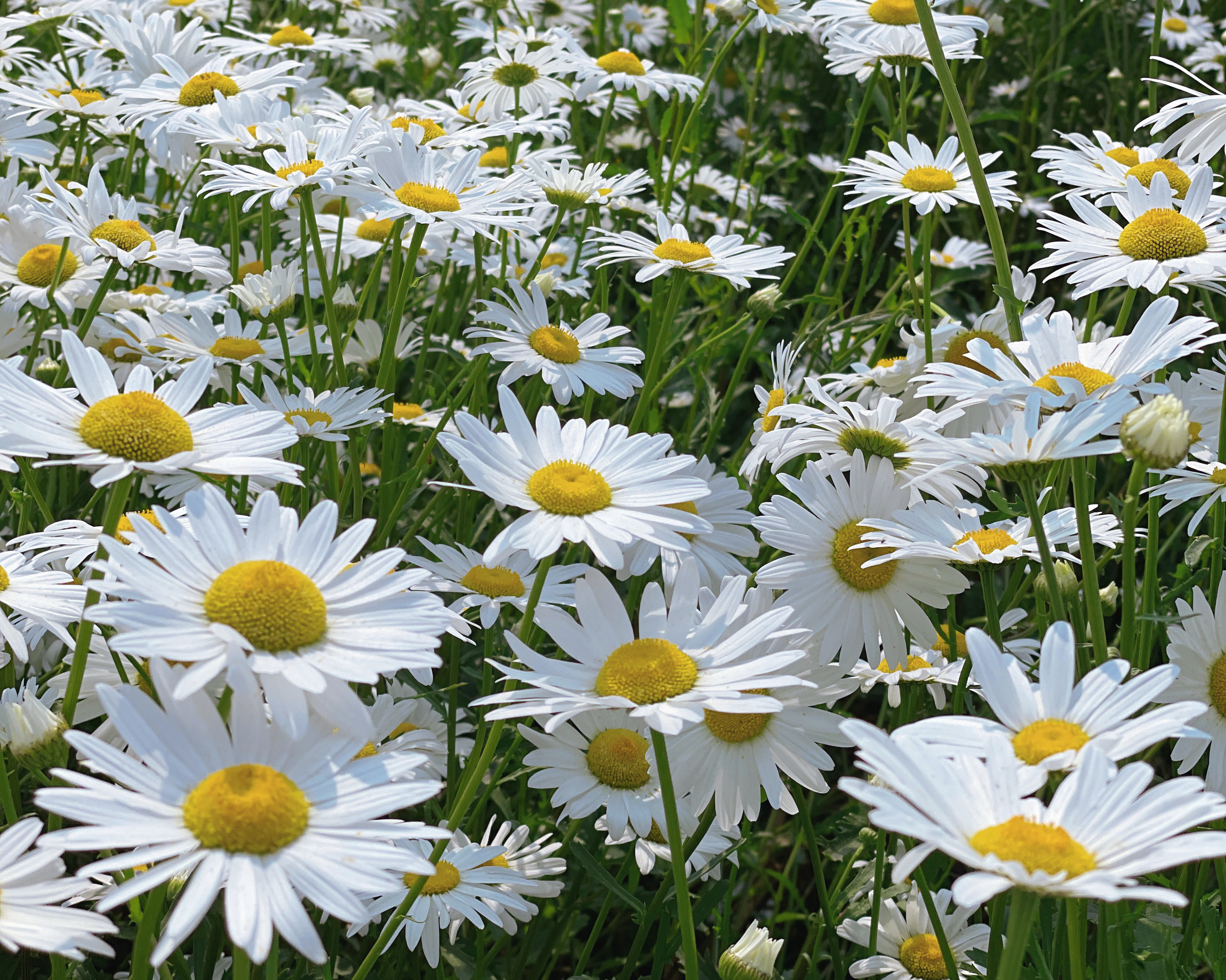 샤스타데이지명소