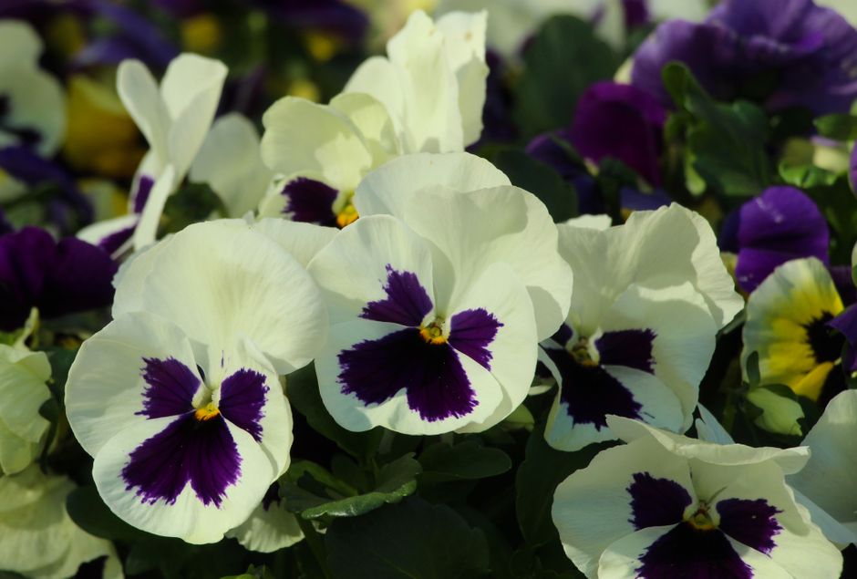 Vibrant pansies in full bloom with striking purple and white petals.