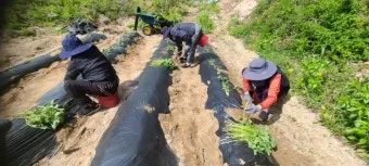 텃밭 고구마 심는 법 모종 활착 관수 잡초관리 굵히기 요령_16