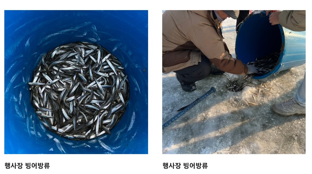 양평 산수유마을 빙어축제, 입장료 및 기본정보, 양평 산수유마을에서 제5회 빙어 축제가 열렸다고 합니다.