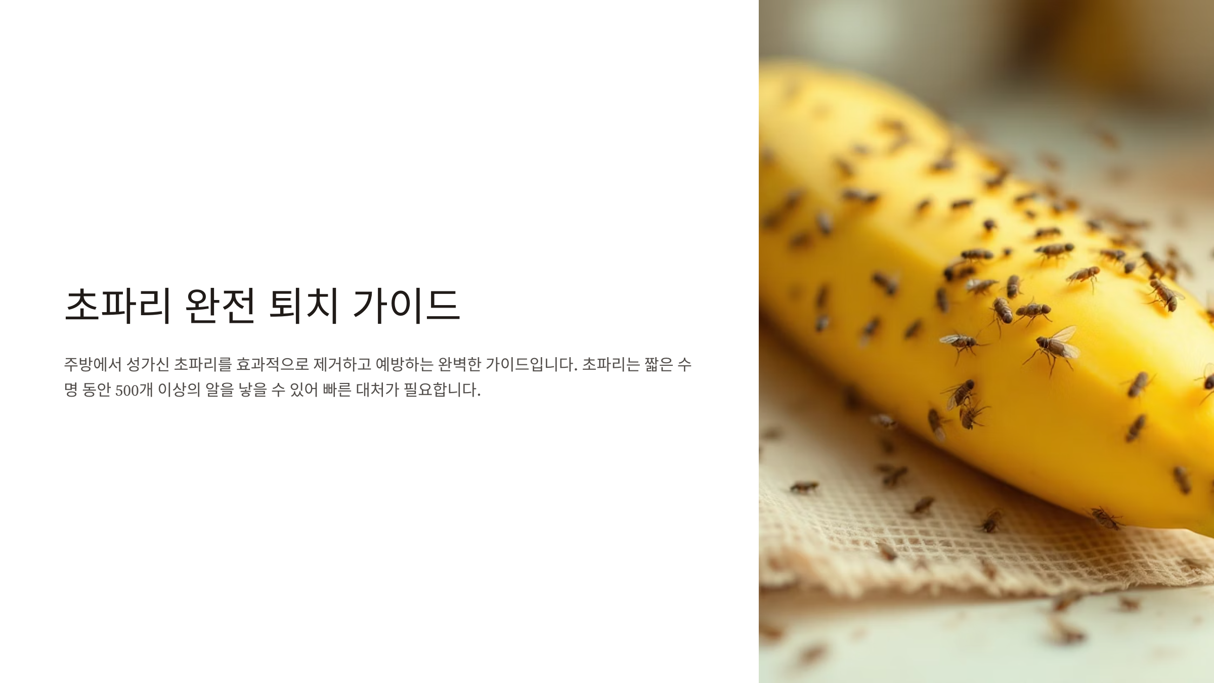 초파리 없애는 방법