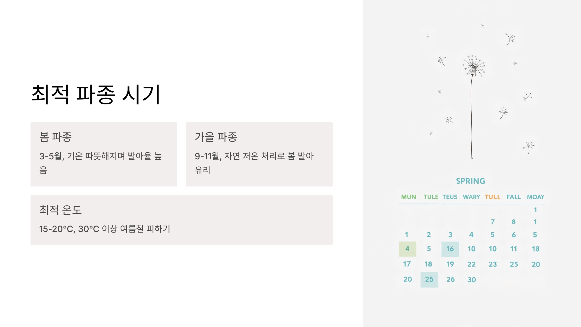 흰민들레 사진입니다.