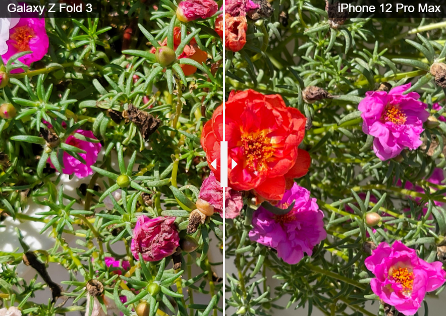 꽃 사진 갤럭시 Z 폴드3 - 꽃 사진