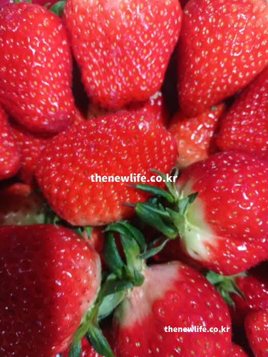 딸기 효능 시력 보호 안토시아닌