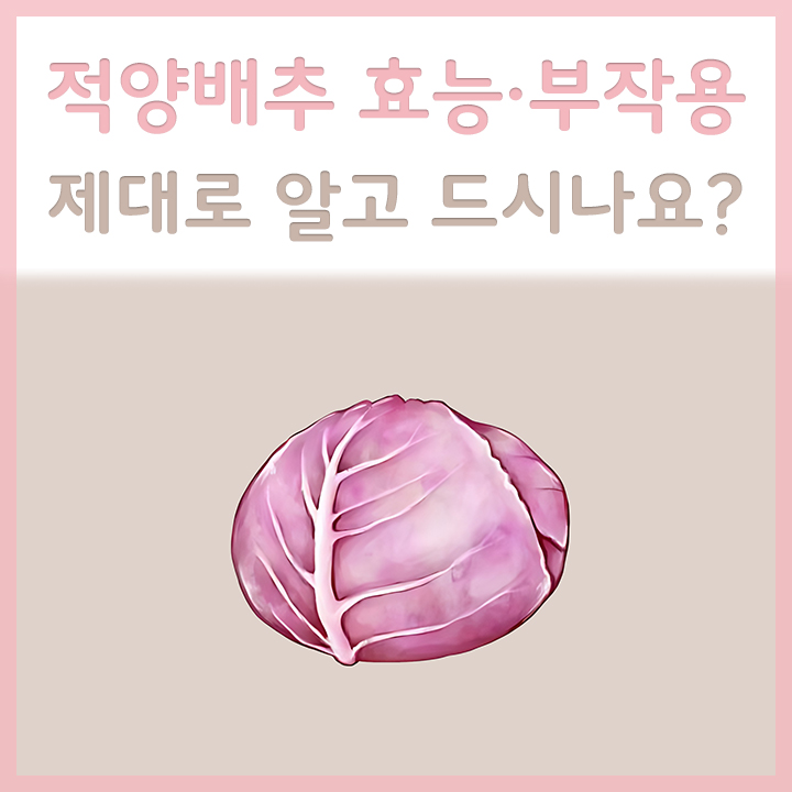 적양배추