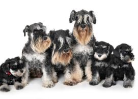 미니어처 슈나우저