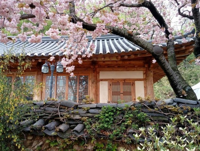 봄꽃이 활짝 핀 개심사 사진