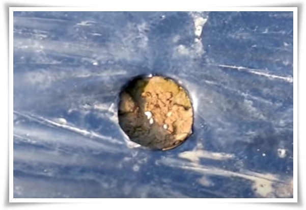 텃밭 "5월, 참깨 심으세요!" 향긋한 꼬소함이 톡톡, 텃밭에서 직접 키우기!