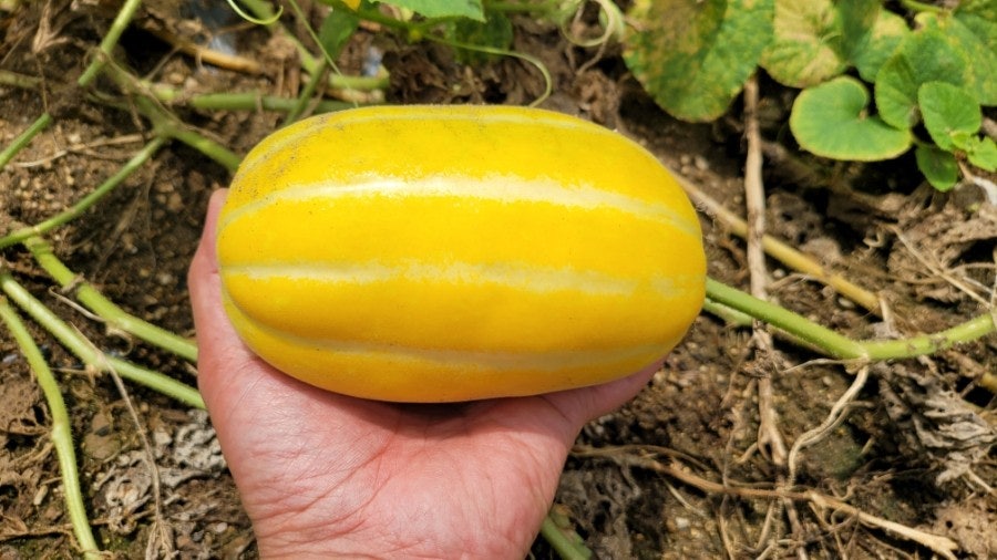 참외 효능 부작용