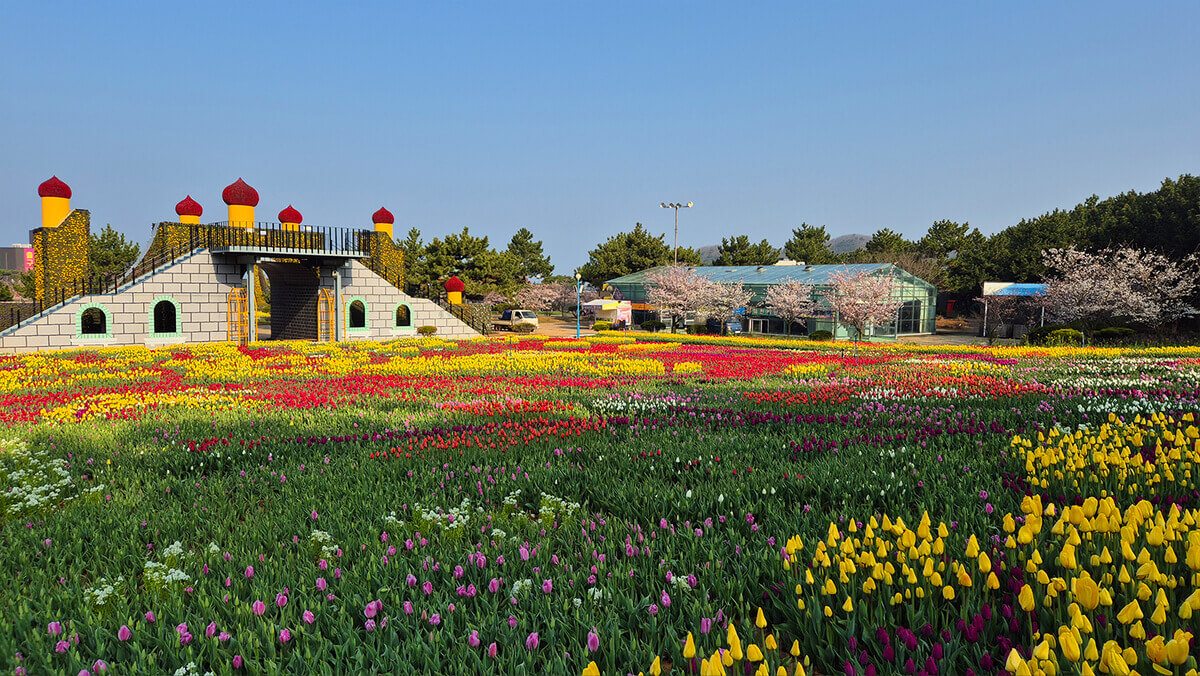 태안 튤립축제 기간 예매 입장료 개장시간 개화상황