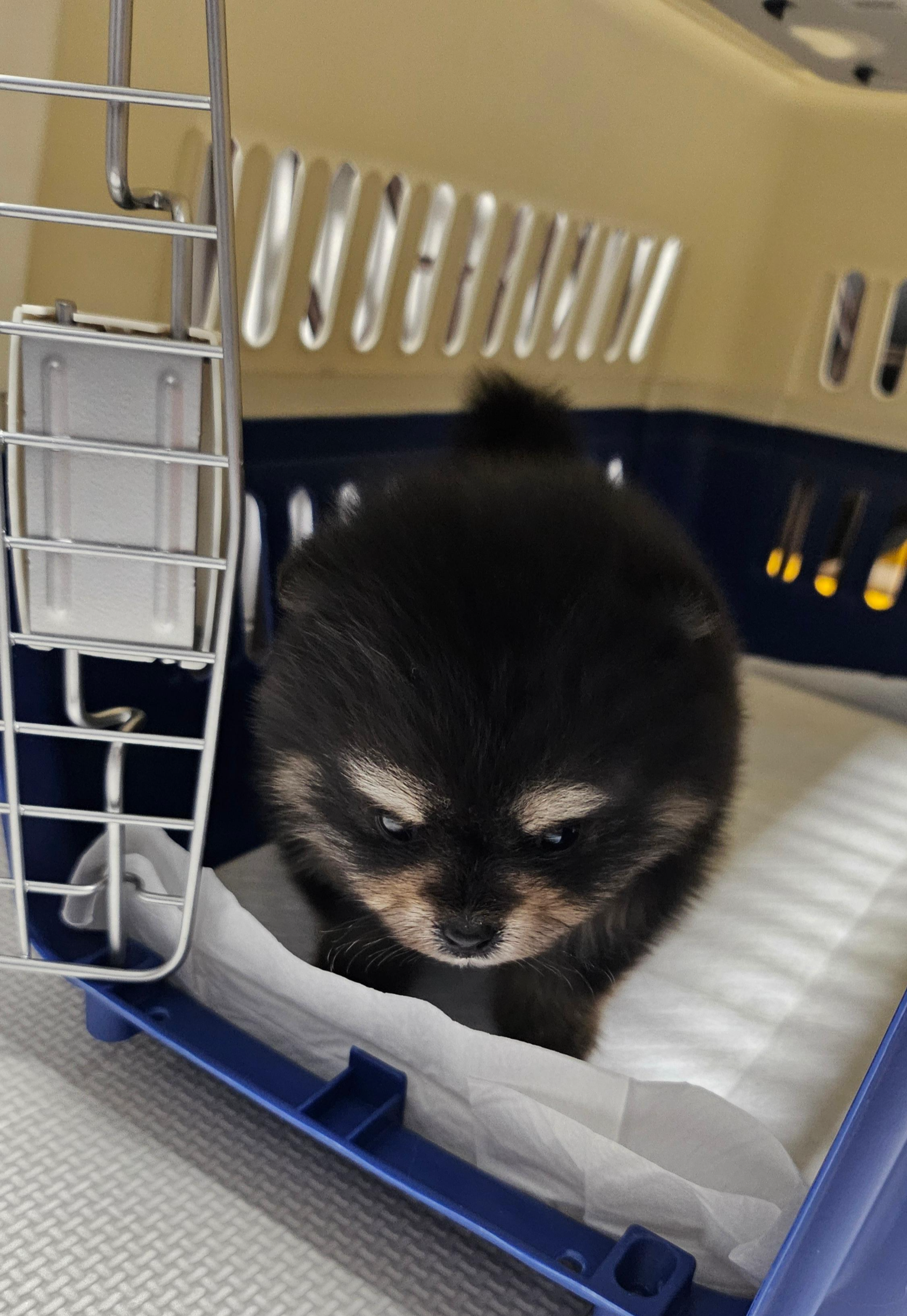 켄넬 훈련 중인 달콩