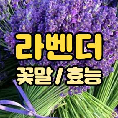 라벤더 꽃말 효능