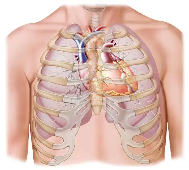 갈비뼈 금갔을 때 증상이 나타났을 때 왼쪽과 오른쪽 원인이 다를 수 있거든요~ 갈비뼈 통증은 일상 생활에 불편함을 주는 흔한 증상 중 하나입니다. 이러한 통증은 다양한 원인에 의해 발생할 수 있으며, 정확한 진단과 적절한 대처가 필요합니다. 이 글에서는 왼쪽 및 오른쪽 갈비뼈 통증의 원인과 증상, 그리고 치료 및 예방법에 대해 알아보겠습니다.