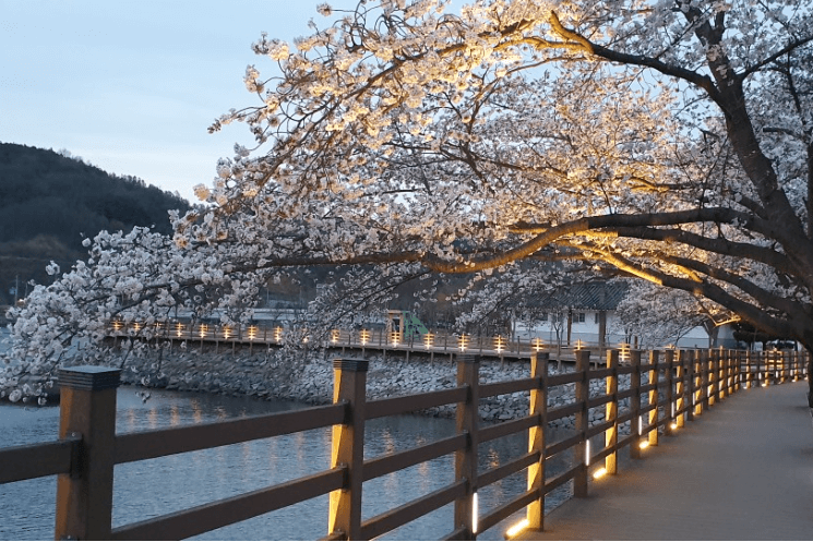 안동 벚꽃 축제