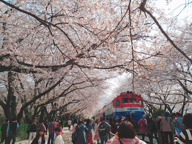 진해 군항제 일정 벚꽃 축제 주차장
