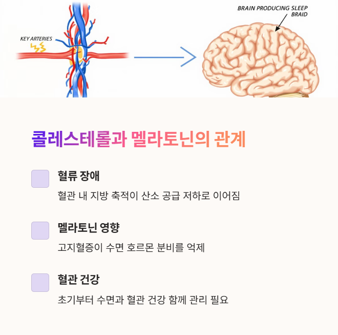 콜레스테롤과 멜라토닌, 혈관 건강의 키워드
