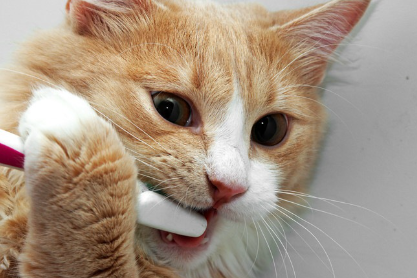 양치하는 고양이.