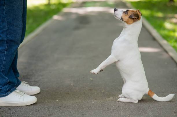 강아지가 산책을 무서워하는 경우