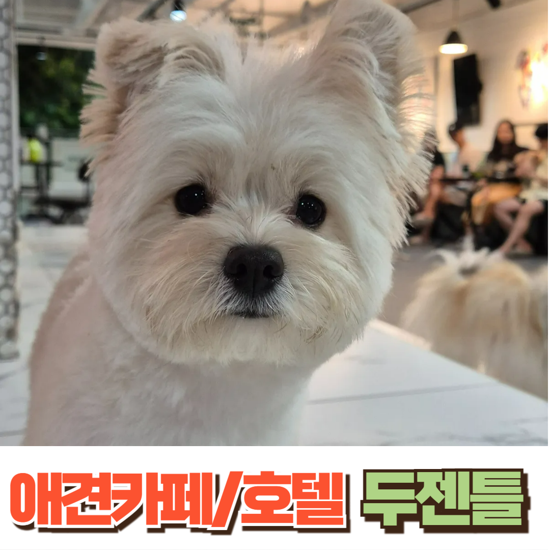 강아지 호텔 겸 애견 동반 미용 카페