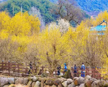 구례 산수유축제_13