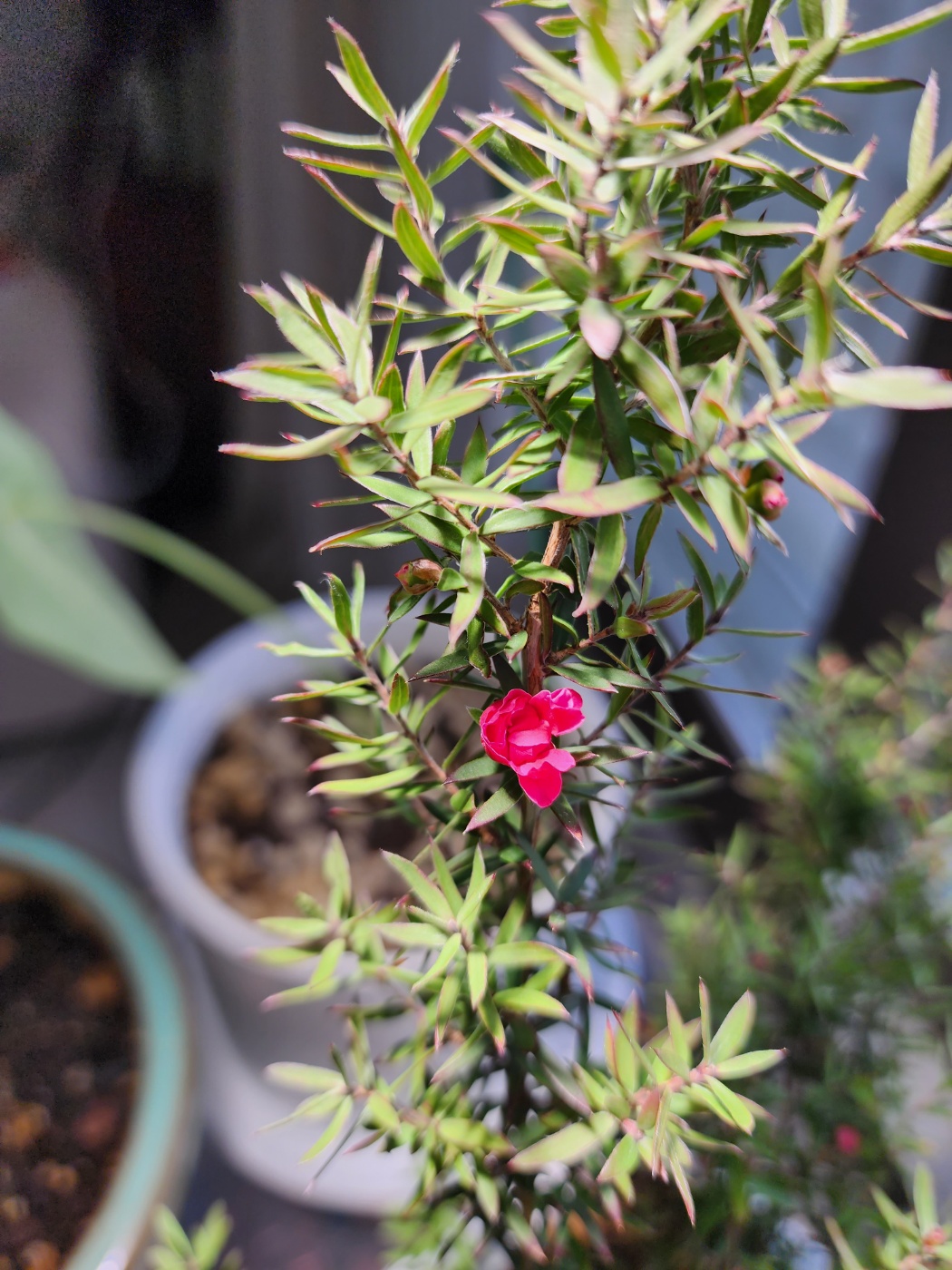 꼴이 활짝피지못한 호주매화