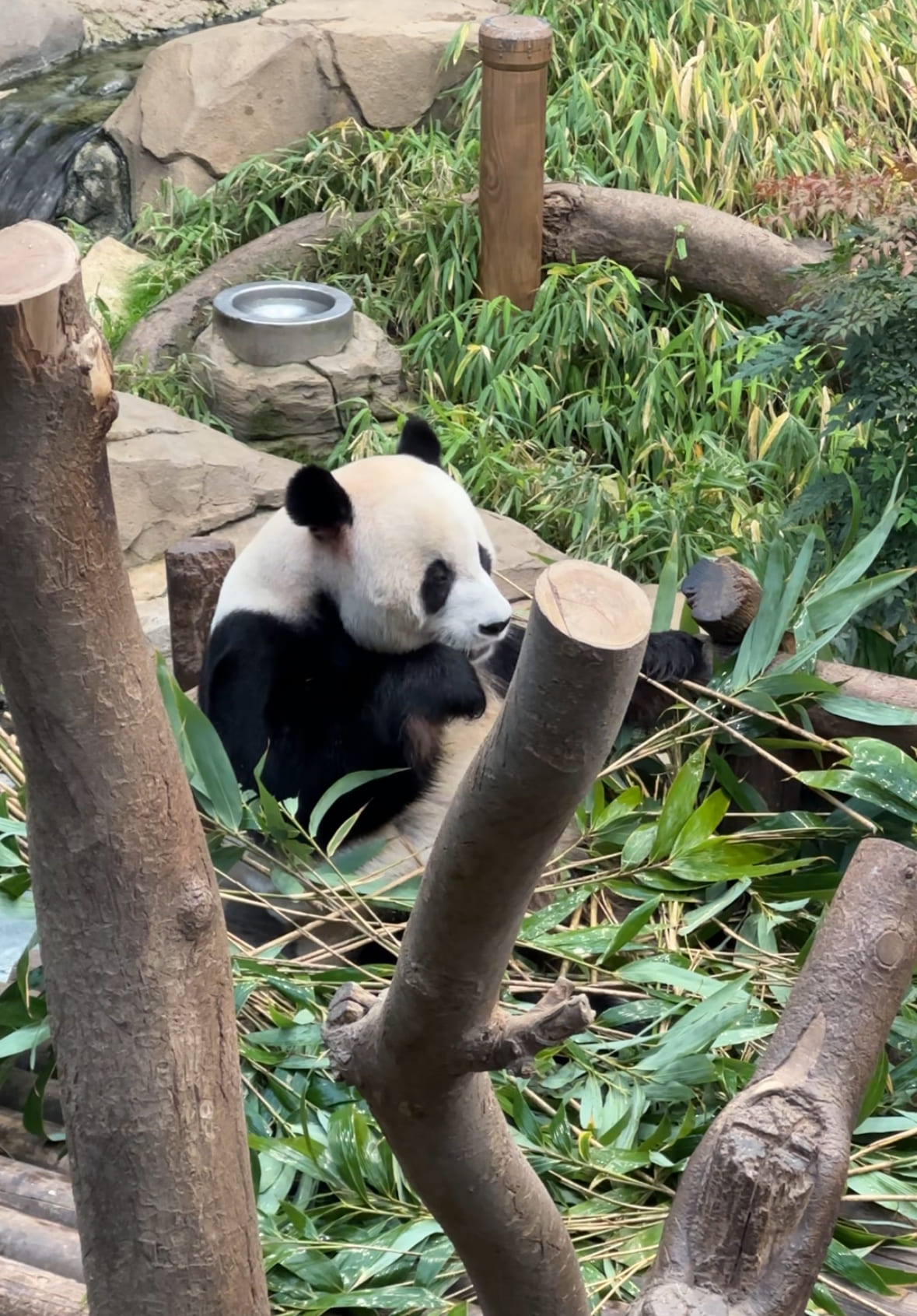 에버랜드 판다월드 할인 예약