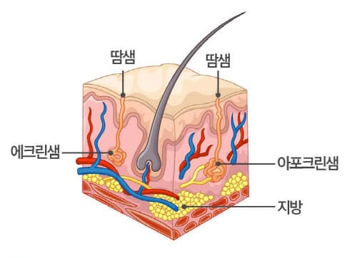 땀샘