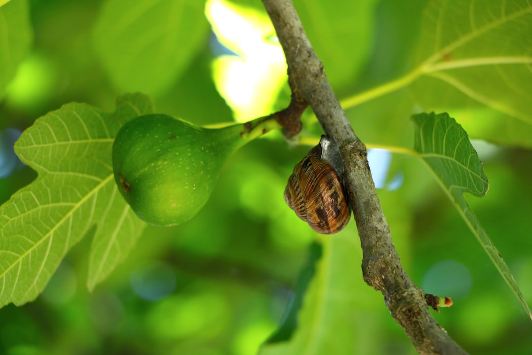 Fig tree
