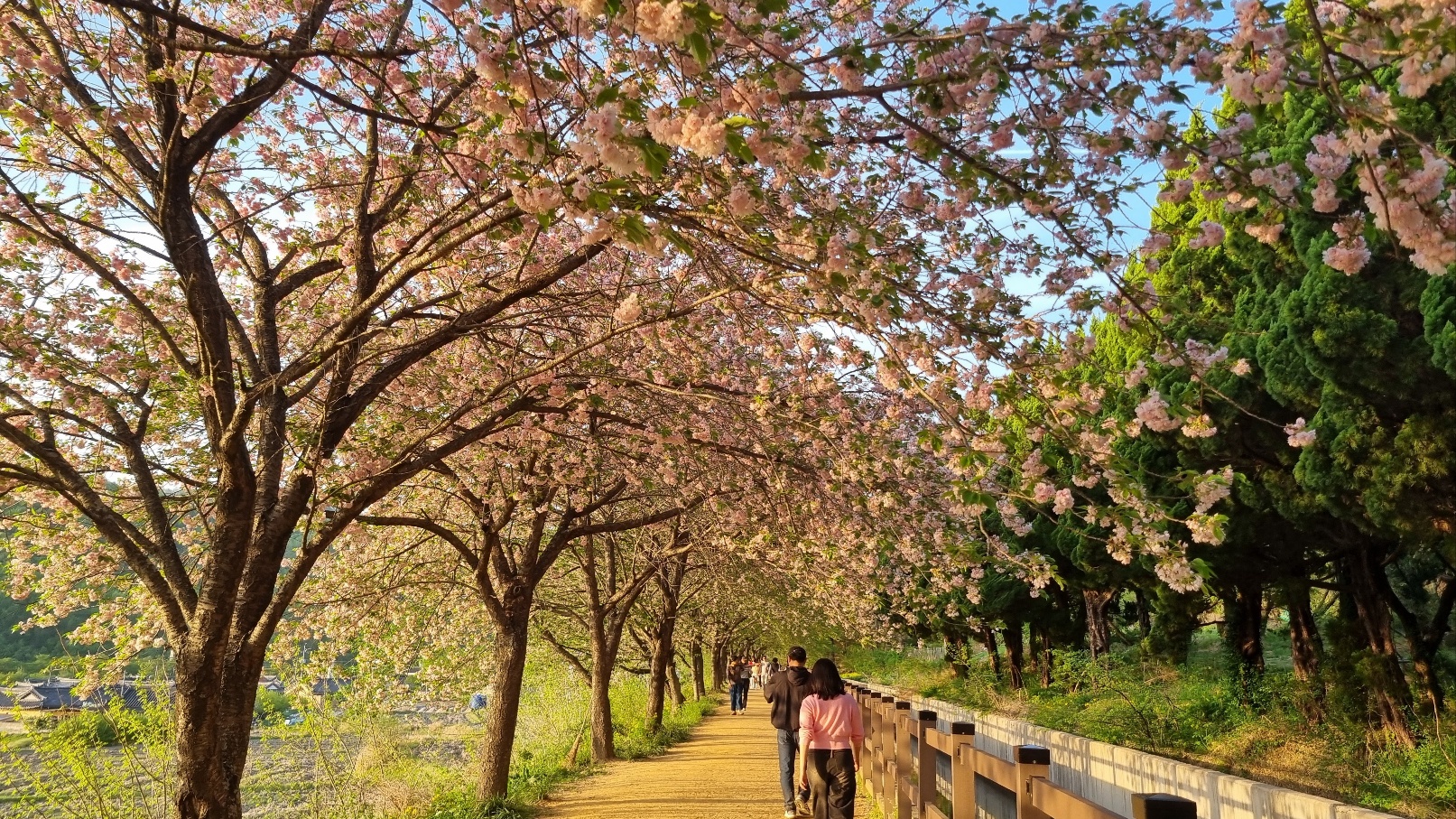 선덕여왕길 겹벚꽃3