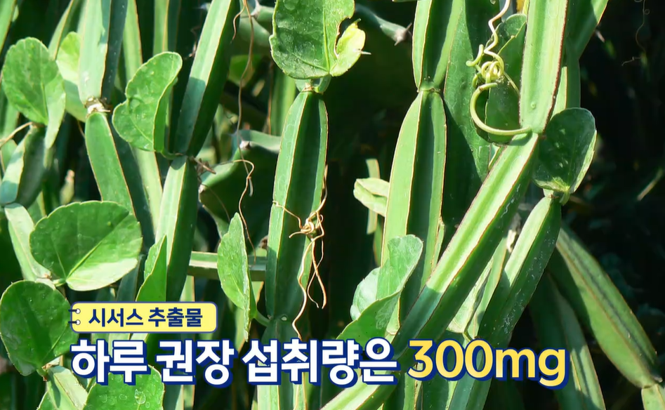 시서스 부작용