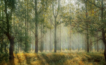 국립자연휴양림-예약방법-성수기