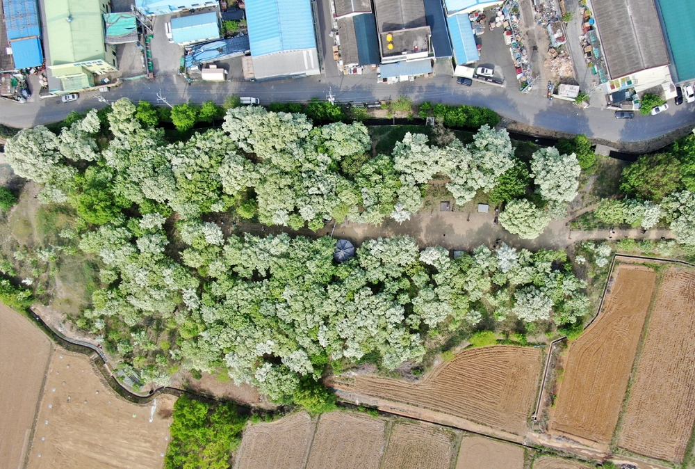 달성군 옥포읍 이팝나무 군락지