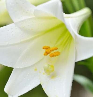 고양이가 먹으면 위험한 식물