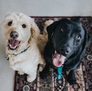 반려동물 용품 전문점 창업에 대하여 알아보기