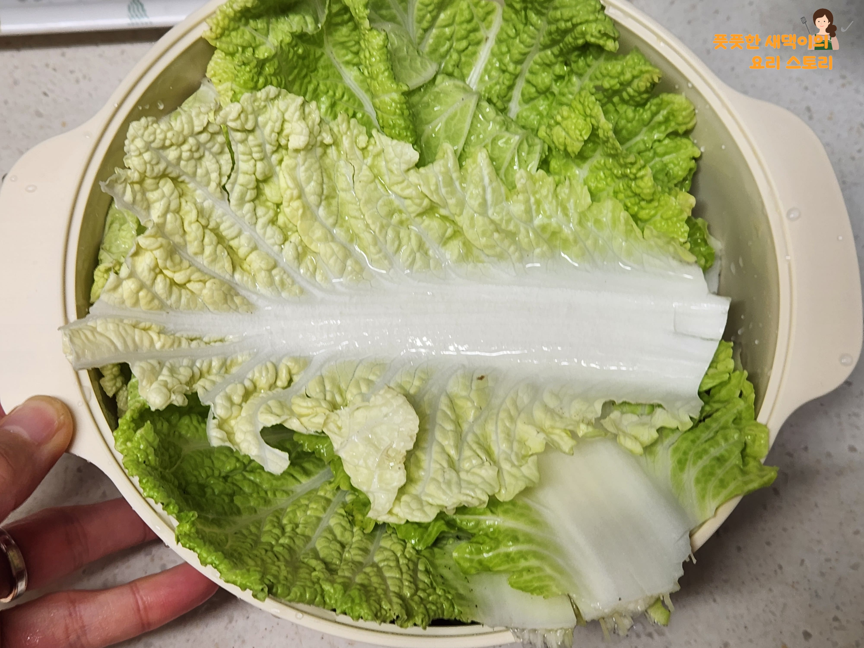 전자레인지용 찜기 또는 그릇에 알배추 넣고 돌리기