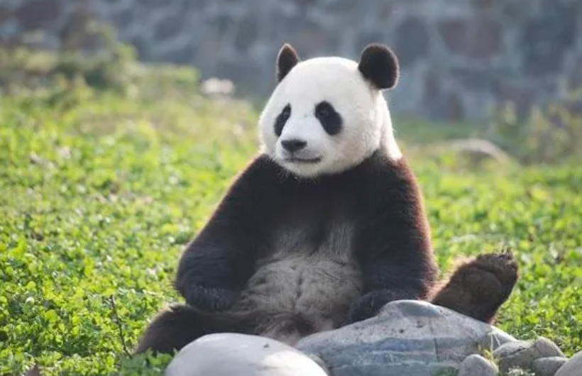 판다곰 광주로 오나