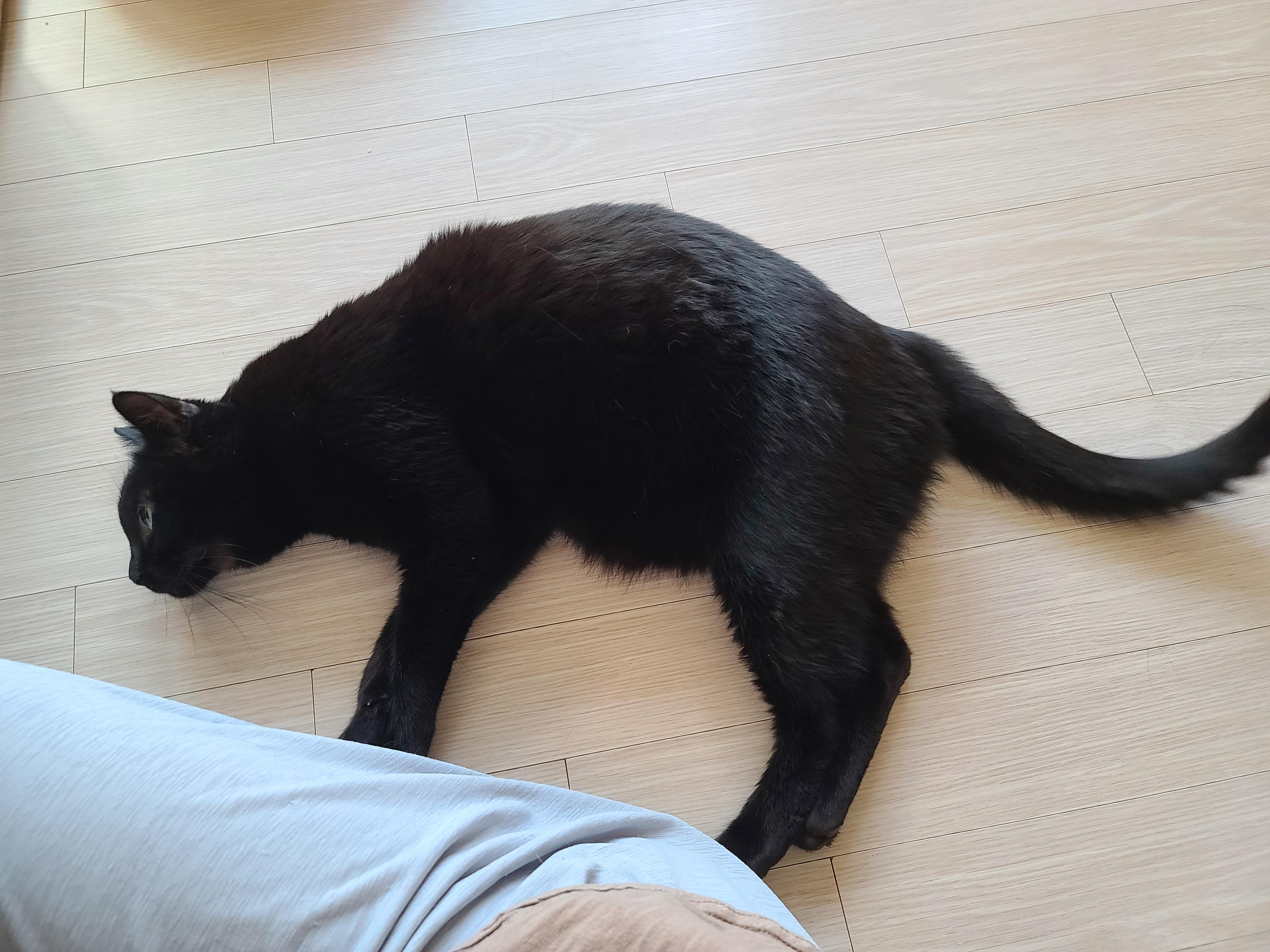 엄마껌딱지 고양이를 무시했더니..