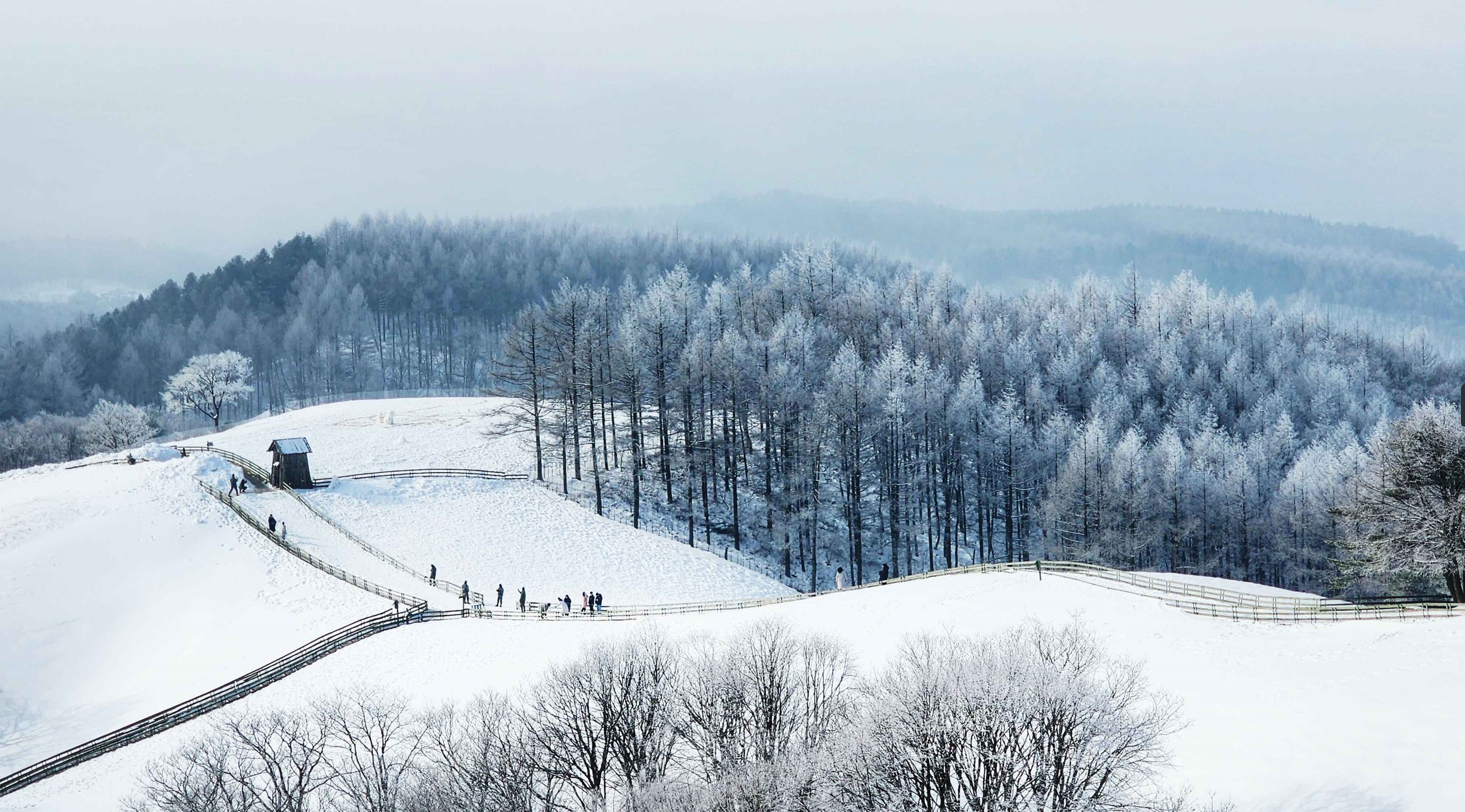 대관령-양떼목장의-설경
