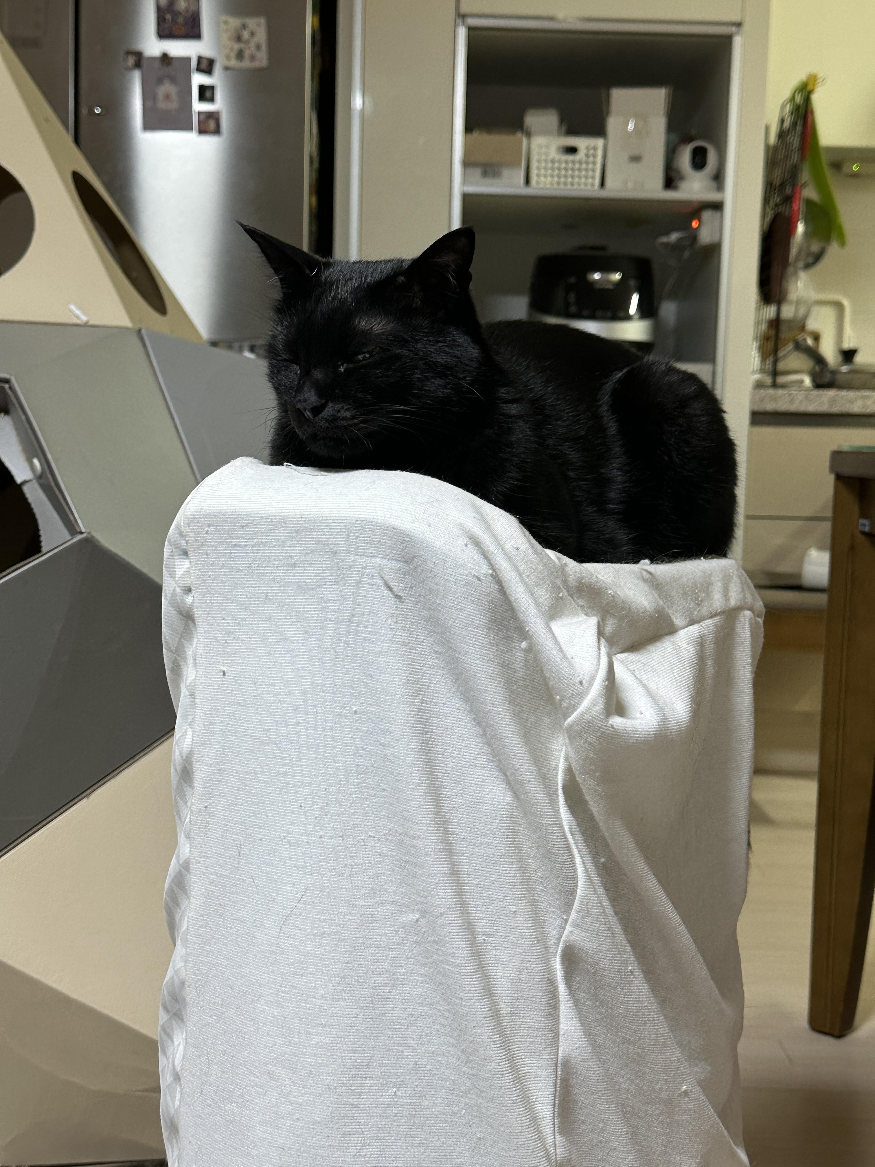 요즘 미모 폭발하는 건이의 최애 장소 (feat. 제습기 위 고양이)