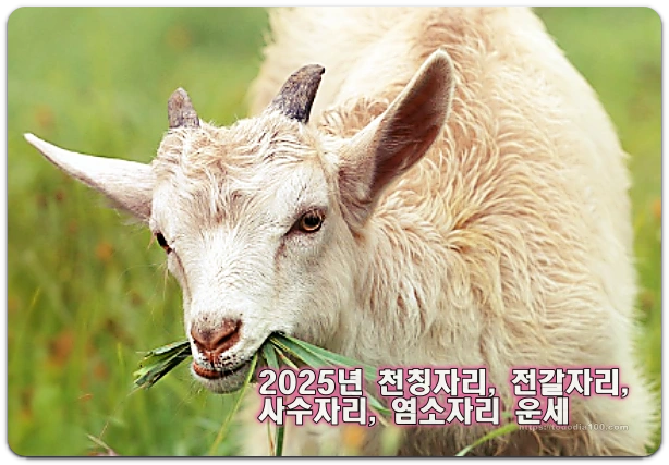 2025년 염소자리 운세