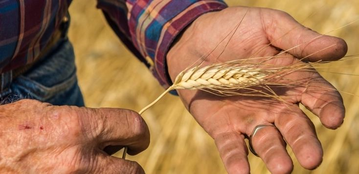 호라산밀을-손에대고-있는-농부