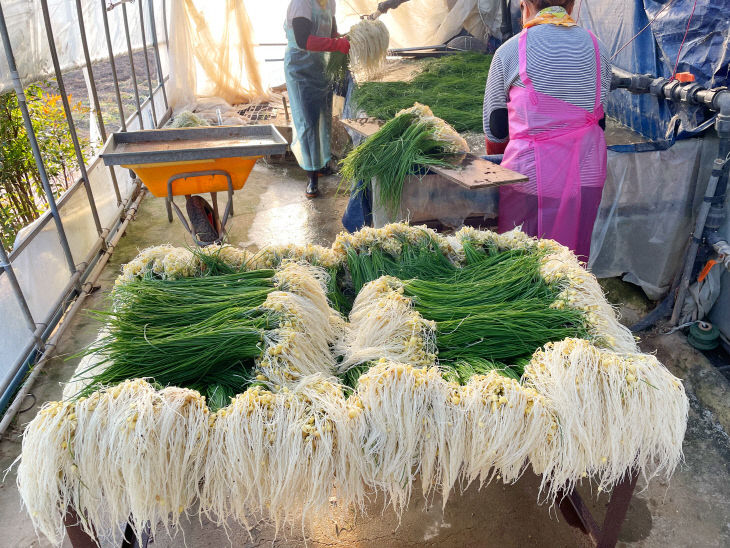제1회 서산음암달래 축제 기본일정과 프로그램 소개